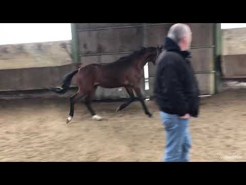 Sir Donnerhall - Real Diamond