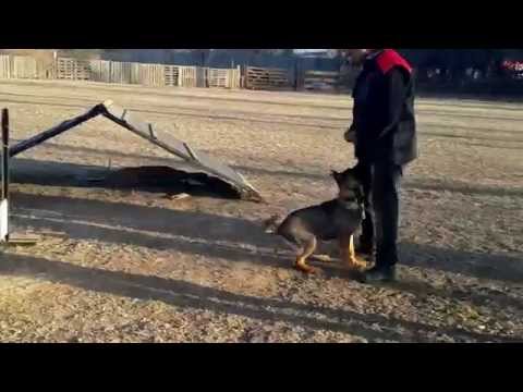 Inicio al salto de valla para IPO