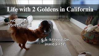 Last Vlog of 2024 | Life with 2 Goldens | Realistic days of a SAHDM, Merry Christmas, Happy New Year