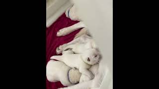 White Shepherd Puppies Videos