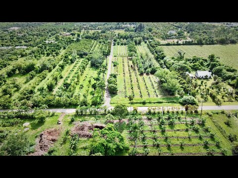 Check Out This 15-Acre Organic Tropical Fruit Operation!