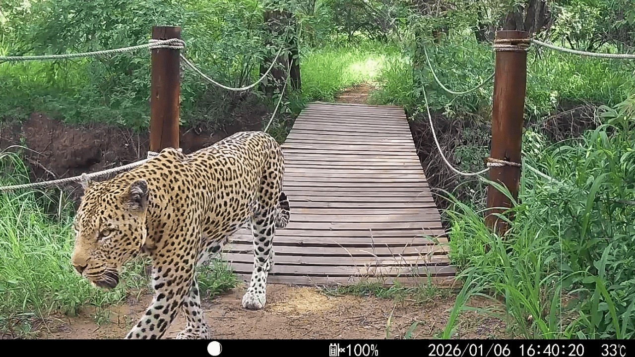 What Walks Here When No One Is Watching... | January 2026 Highlights