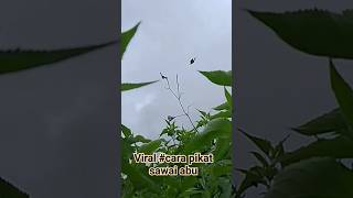 Download lagu VIRAL#CARA MUDAH❗PIKAT SAWAI ABU🖕 mp3