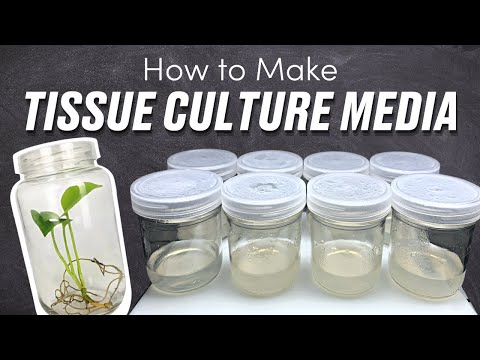 How to Make Tissue Culture Media (Demo)