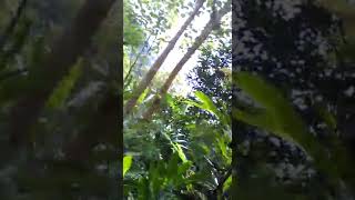 berburu babi hutan,dapat 1 ekor