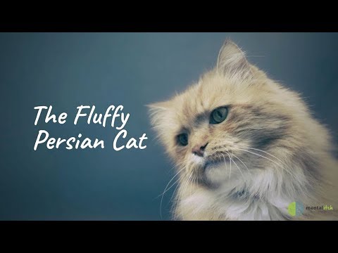 The Fluffy Persian Cat