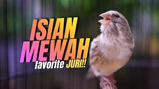Download lagu MATERI MEWAH FAVORITE JURI! Masteran Kenari Isian Blackthroat Gacor PALING DICARI PEMAIN GANTANG mp3