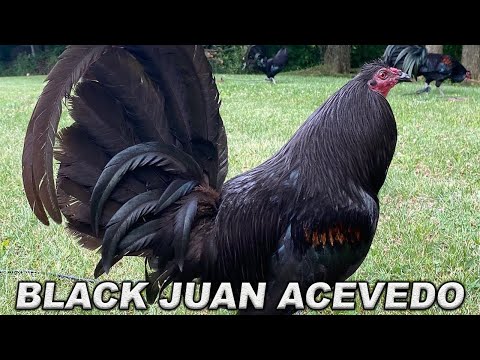 Beautiful Black Birds in Kentucky - JUAN ACEVEDO FARM