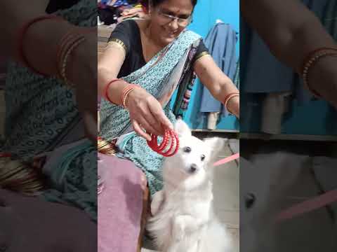 Renny's Dance #viral #shortvideos #pet #dogs #cute #youtubeshorts #dancevideo #viralvideos #pratyush