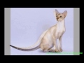 Colorpoint de Pelo Corto - El Gato Colorpoint Shorthair - Razas de gatos
