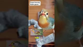 Download lagu 🔴 SUARA BURUNG ROBIN GACOR#shorts mp3