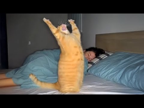 The FUNNIEST Cat Moments Caught on Camera 🤣 SUPER Funny Cat Videos 2026