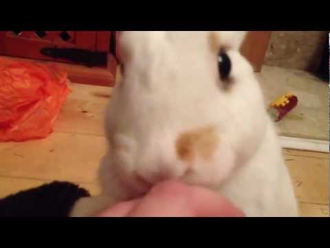 download lagu mp3 mp4 Rabbit Licks Me, download lagu Rabbit Licks Me gratis, unduh video klip Rabbit Licks Me