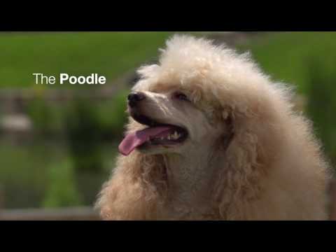 The Poodle | Royal Canin Breed Health Nutrition Wet