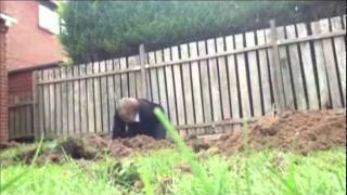 The G.N.H.F.E.L.A.C.F.