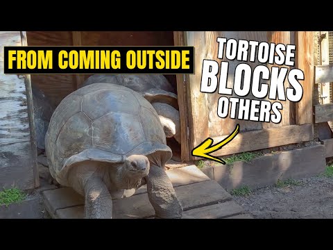 Cecil causes a Traffic Jam! (Tank pushes him out of the way)