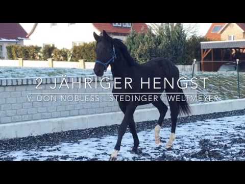 Don Giovanni v. Don Nobless - Stedinger - Weltmeyer