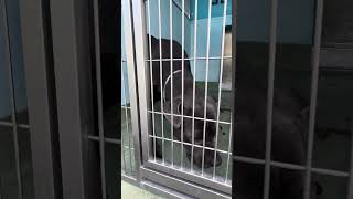 Video preview image #1 Mutt Puppy For Sale in Pasadena, CA, USA