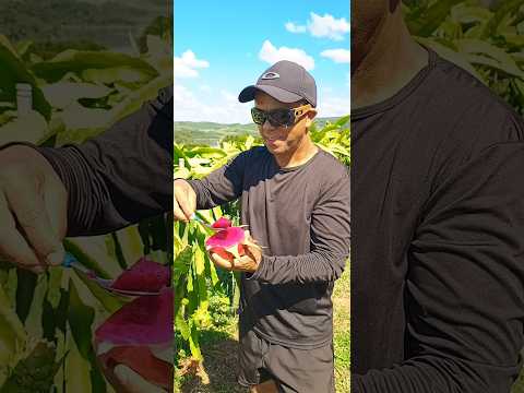 Célio colhendo Pitáias em Cerro Negro Santa Catarina. #pitáias #cerronegro