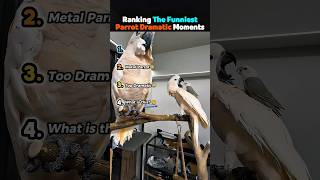 Ranking The Funniest Parrot Dramatic Moments 💀😂
