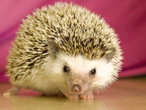 Holly the Hedgehog