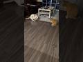 A Remote Controlled Mouse Sounded Like Fun But Didn T Work To Well Cats Cat Orangetabby Shorts