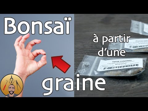 download lagu mp3 mp4 Faire Pousser Un Bonsa A Partir D Une Graine, download lagu Faire Pousser Un Bonsa A Partir D Une Graine gratis, unduh video klip Faire Pousser Un Bonsa A Partir D Une Graine