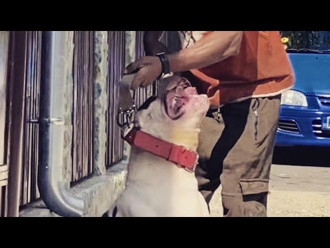 My aggressive guard dogs American bully homy and Atena 🦍🦍