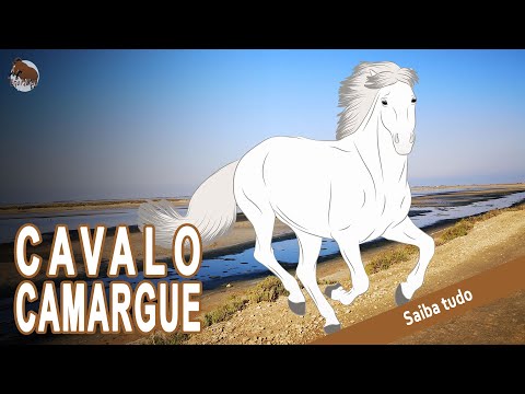 , title : 'CAVALO CAMARGUE, cavalos com origens distantes e misteriosas, RAÇAS DE CAVALOS'