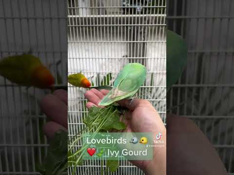 African Lovebirds (Agapornis): 🦜 Lovebirds Love Eating Vegetables🌾🌾🦜ルリゴシボタンインコ🦜鳥🦜모란앵무🦜새🦜นกเลิฟเบิร์ด
