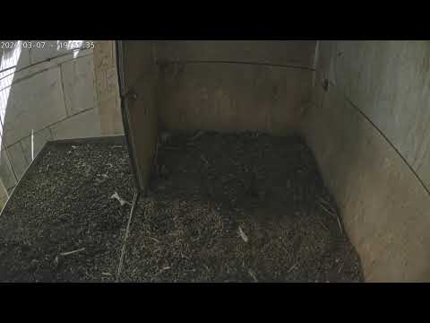 Peregrine Falcon Nest live webcam