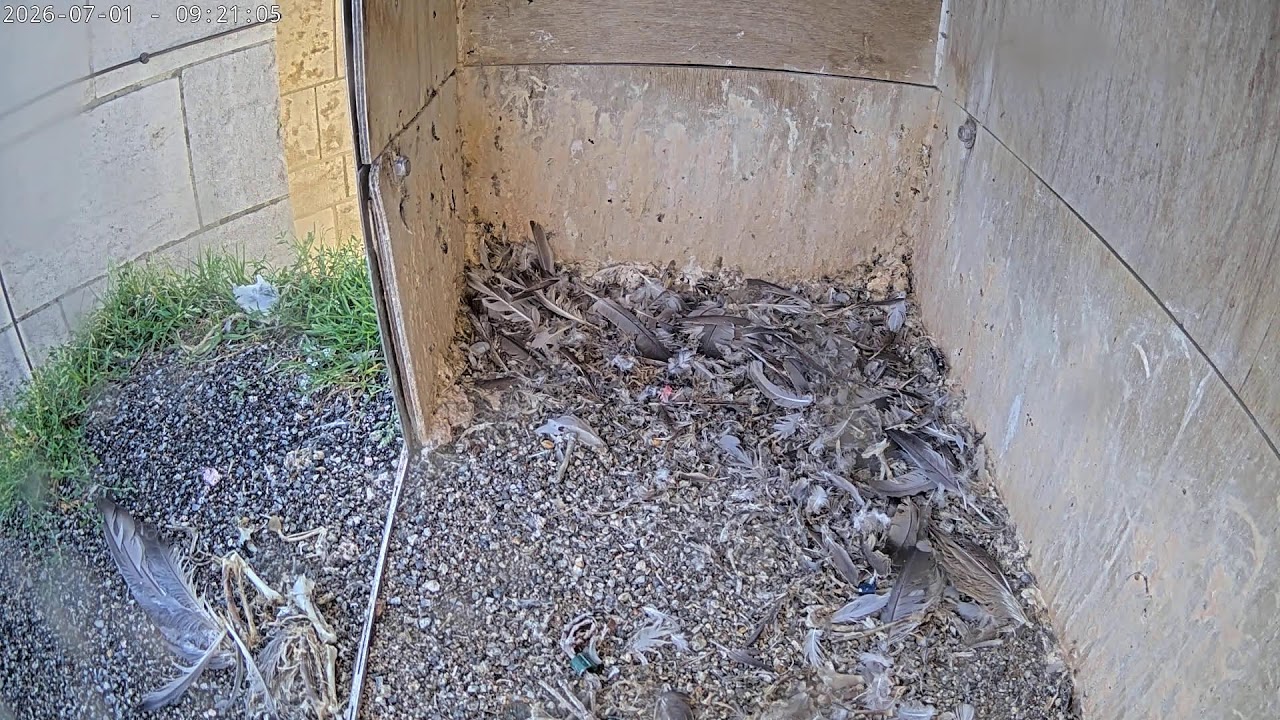 Live webcam view of Nido de Halcón Peregrino en Santa Walburga