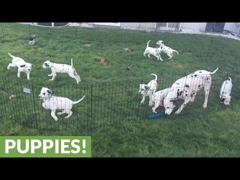 download lagu mp3 mp4 Dalmatian Beans, download lagu Dalmatian Beans gratis, unduh video klip Dalmatian Beans