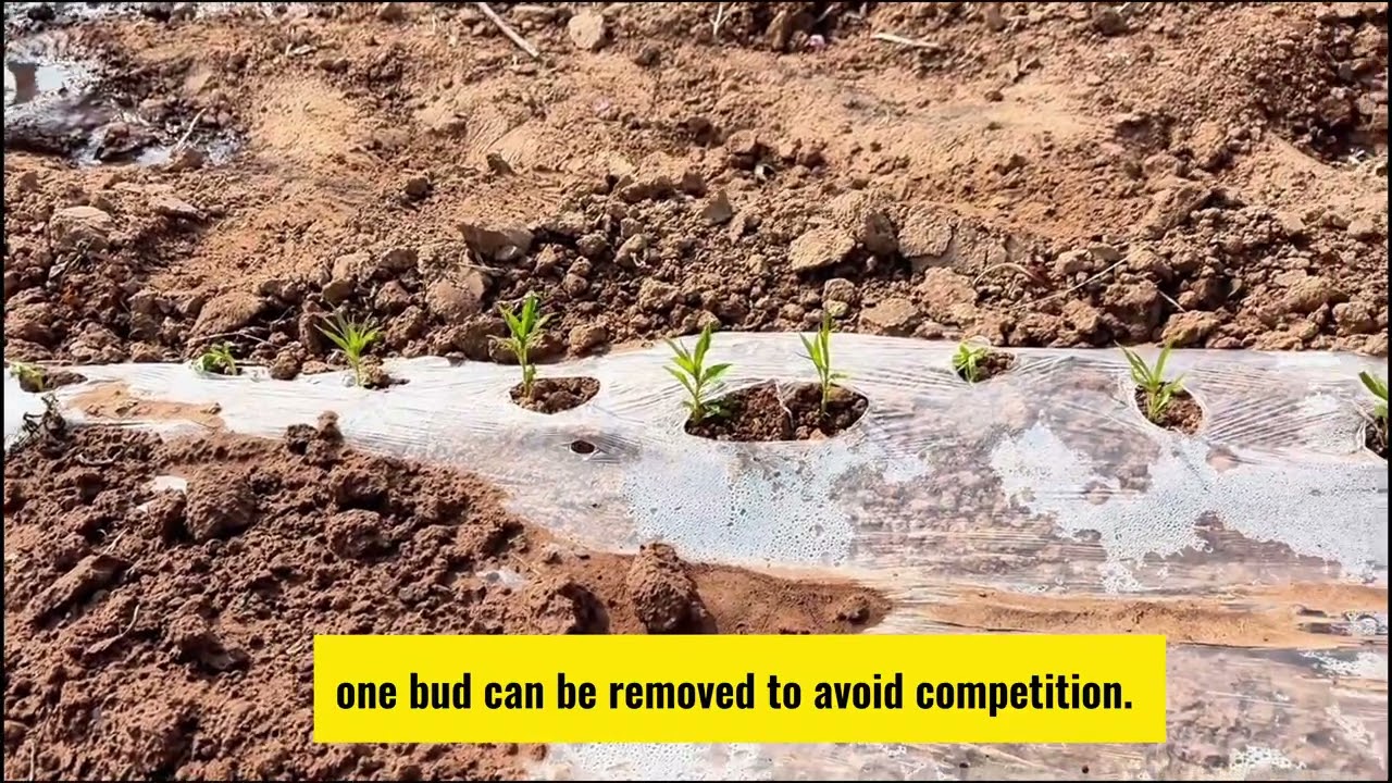 Simple Peach Care | Cuidado simple | 簡単管理 | 쉬운 관리