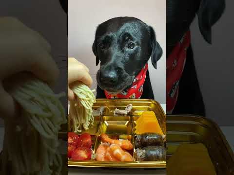 Dog Food EXPOSED 5 Hidden Dangers You Need to Know