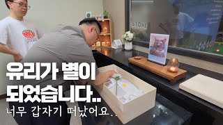 꼬니와 같이 살아온 고양이 유리가 너무나 갑자기 가족 곁을 떠나 별이 되었습니다..