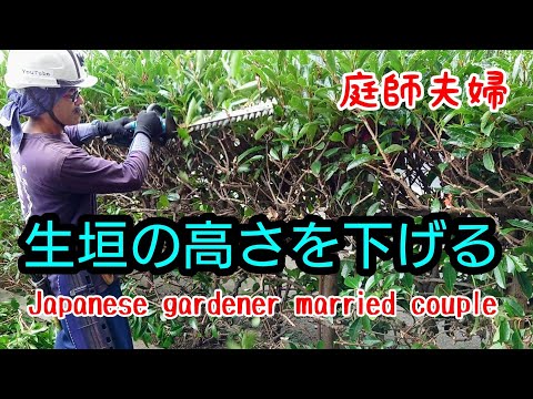 生垣のトリミング禁止 生垣をいつ剪定するか サンザシ エスカロニア 赤 黒の果実 食べ物 鳥