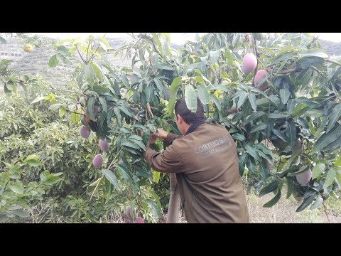 download lagu mp3 mp4 Mango Granada, download lagu Mango Granada gratis, unduh video klip Mango Granada