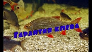 Какая наживка нужна для ловли красноперки