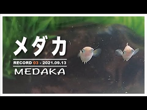 メダカ | RECORD 03 | 2021.09.13 | MEDAKA ปลาเมดากะ