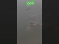 Video Thumbnail for PROOF Northern Pike Are Smart Fish!