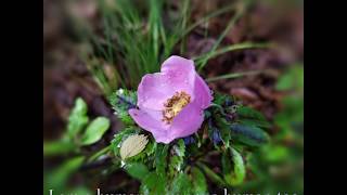 Trashcan Sinatras - People (lyrics)