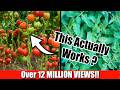 Grow Lots of Tomatoes... Not Leaves // Complete Growing Guide