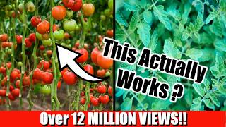 Grow Lots of Tomatoes... Not Leaves // Complete Growing Guide