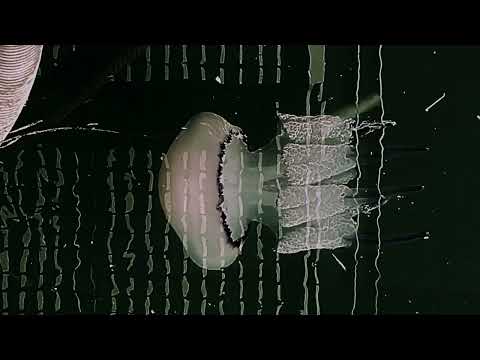 Elektro Guzzi and Delayed