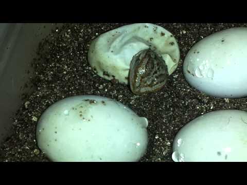 ZEUS AND RAINBOWS EGGS ARE STARTING TO HATCH!!!!