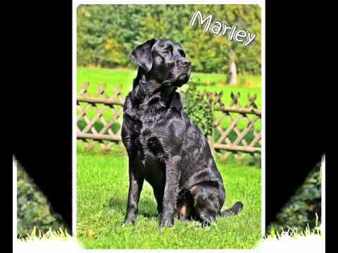 Happy Birthday Marley