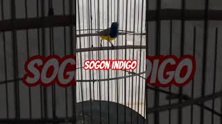 Download lagu Sogon indigo gacor nembak #kicaumania #sogon #sogonngobra #sogonjuara mp3