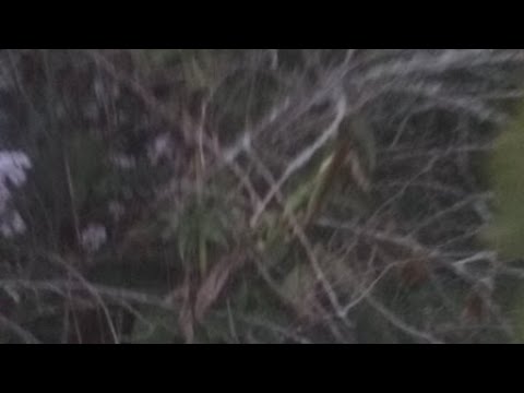 Praying Mantis Mating Ritual To