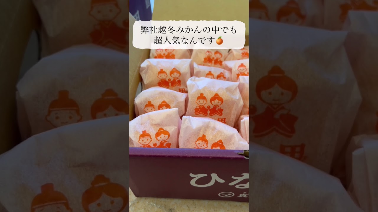 越冬ひなの里みかん、年を越しての収穫。1月中旬からピーク突入